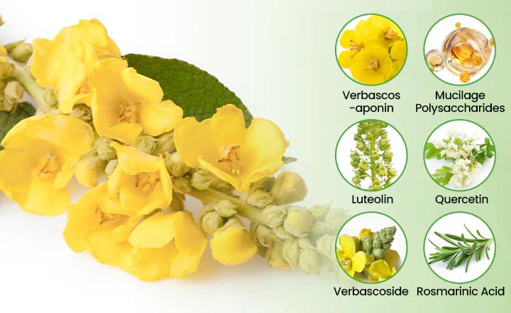 ❣️✅UK Owned and Operated|VIXIRUS® Botanical Mullein Lung Cleanse Diffuser (💝 Cough, wheezing, shortness of breath, sputum, stuffy nose, bronchitis, bronchitis, allergy symptoms, lung discomfort💝)